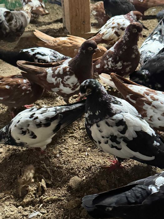 Porumbei Tippleri Englezi,Bobati.