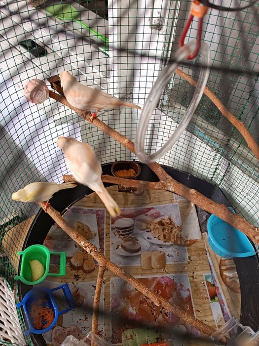 Канарейки Мозайки !!!