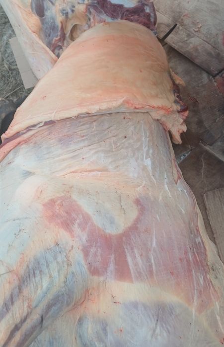 Мясо конина продам 2800