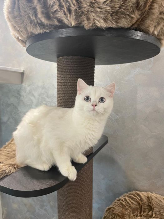 Fetita british cu pedigree