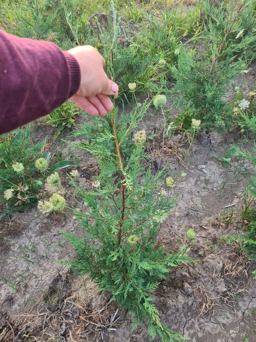 Leylandii Chiparos