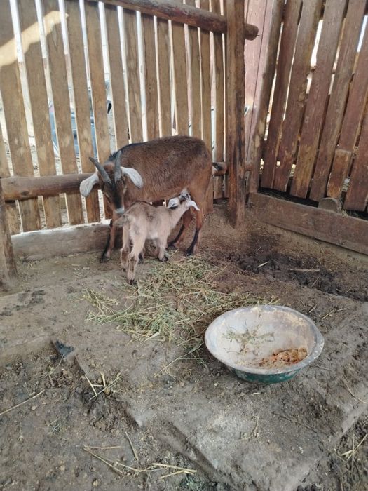 Алпийлік лақты ешкі Сатылады