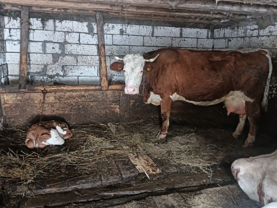 Vacă și vițea de vânzare