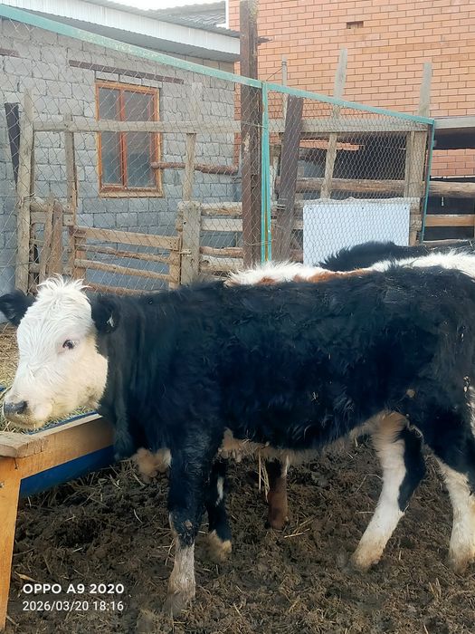 Баспактар сатылады