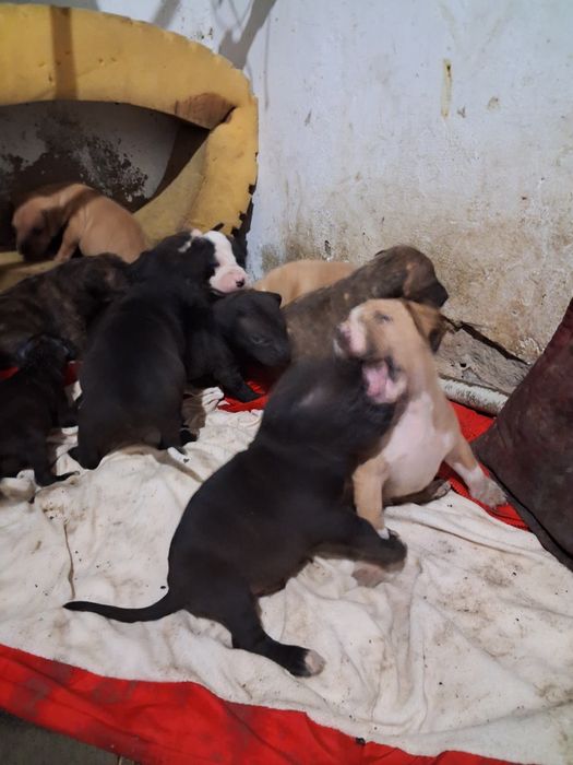 Щенки питбультерьера