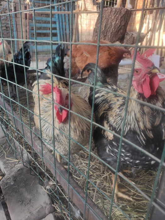 Продам молодых петушков