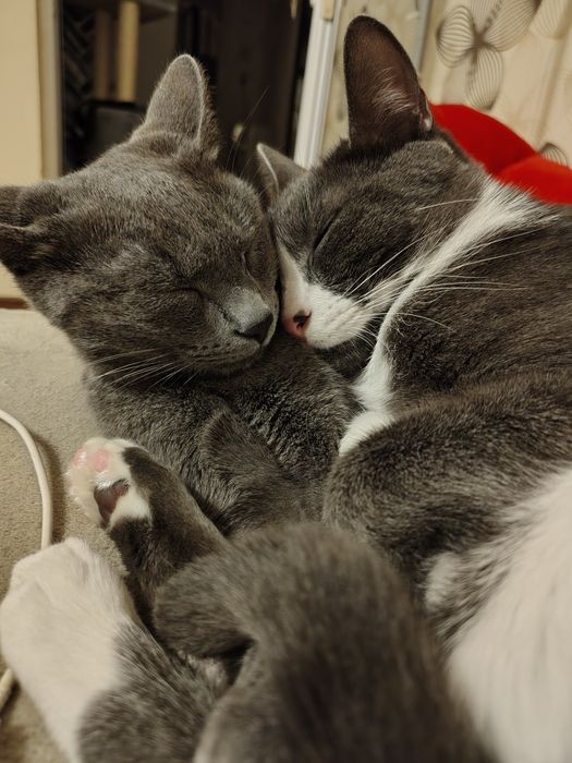 Adopție pisici un an si 6 luni sterilizate