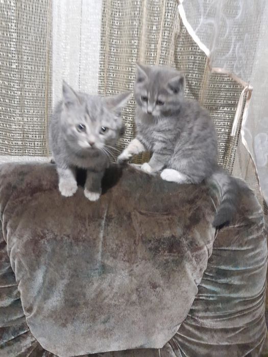 Отдам котёнка в добрые руки