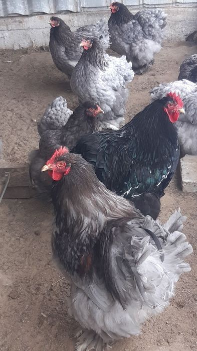 Pui de vanzare cu precomanda