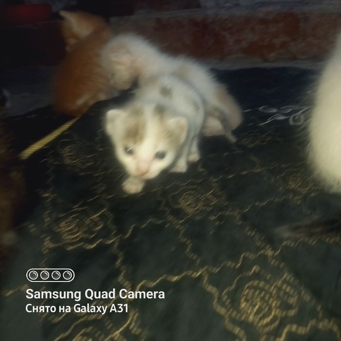 Котята домашние.