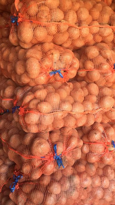 cartofi consum si samanta