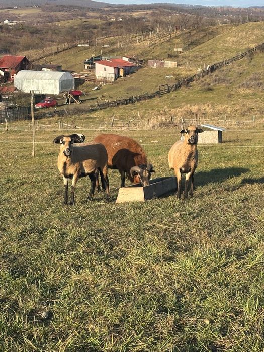 Oi de Camerun si Berbec