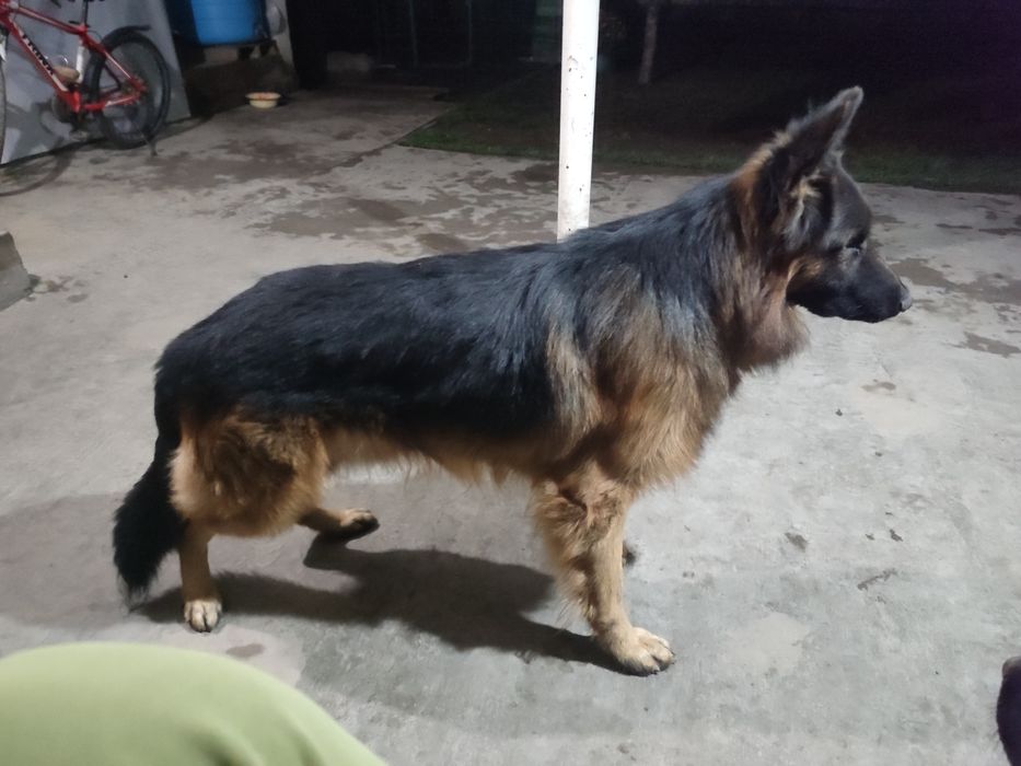 Немецкая овчарка