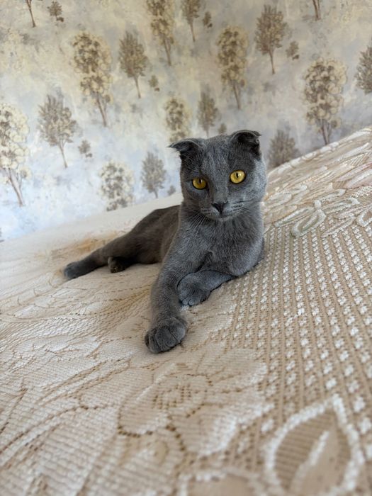 Замечательный кот в добрые и заботливые руки!
