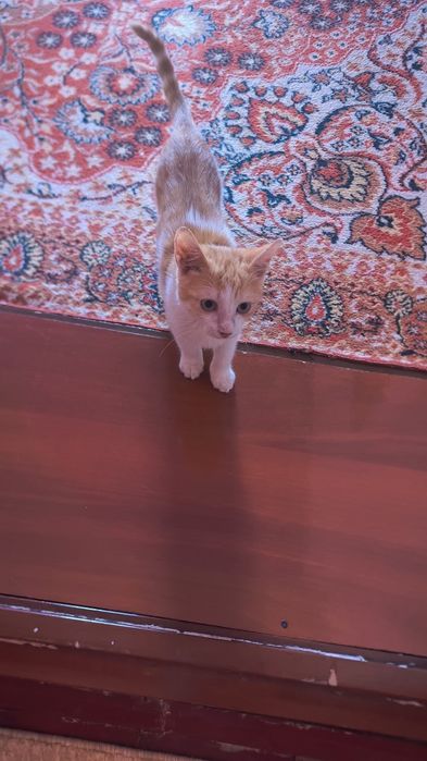 Отдам котенка ,огонек