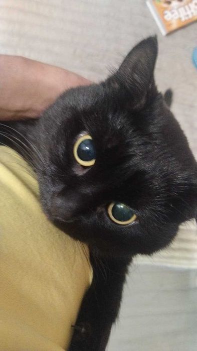 Отдам кота в добрые руки