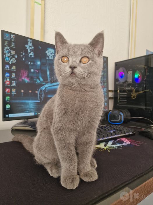 Картезианская кошка.