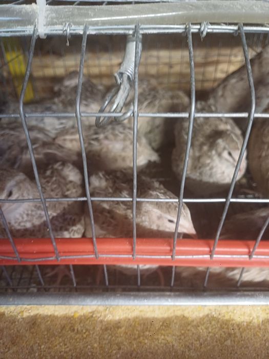 Vând ouă de prepeliță