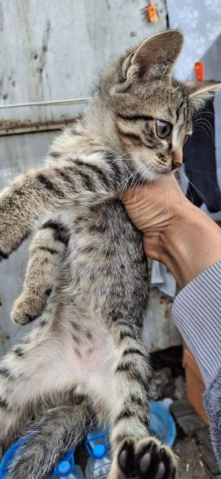 Котята ищут дом и любящее сердце
