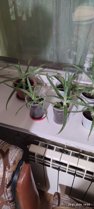 Продам продам отльл