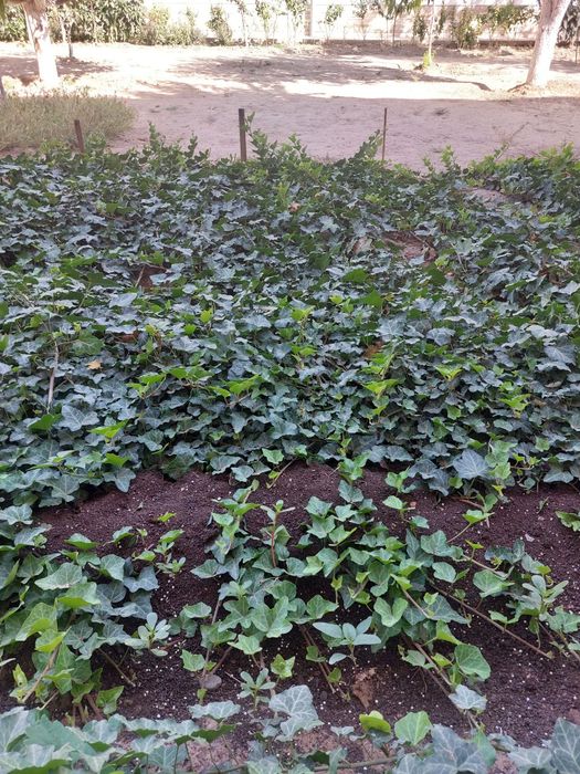 Растение плюш вечнозеленный