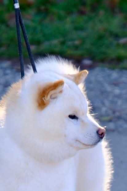 Шиба ину - верен приятел в игрите!