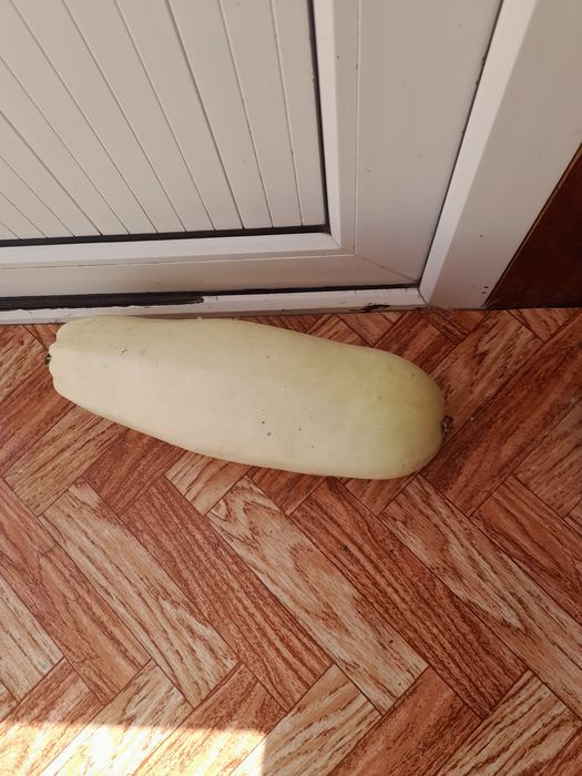 Бесплатно кабачок домашний