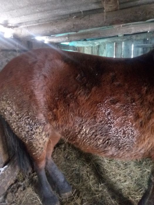 Кобыла 4года полутях