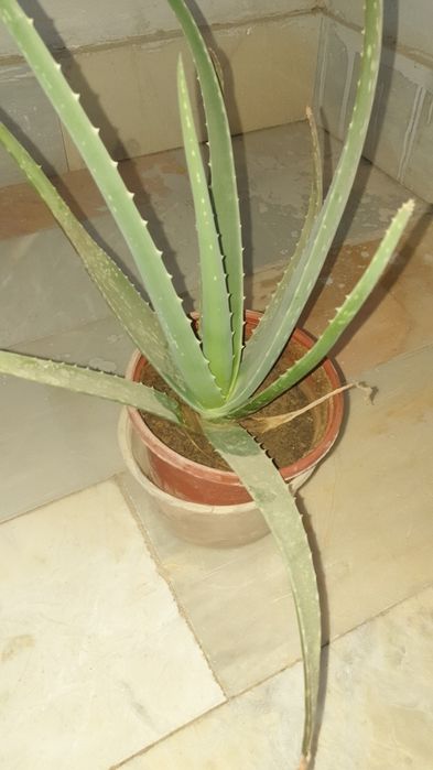 Алоэ вера усимлиги