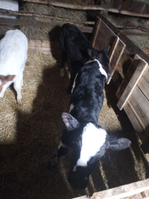 Продам телят бычки