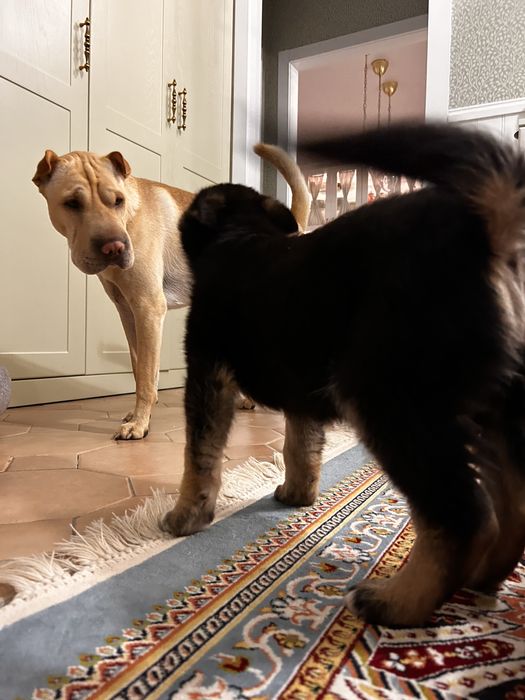 Шарпей для вязки