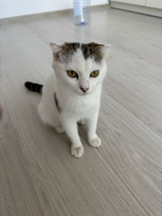 Кошка вислоухая метиска беременяшка