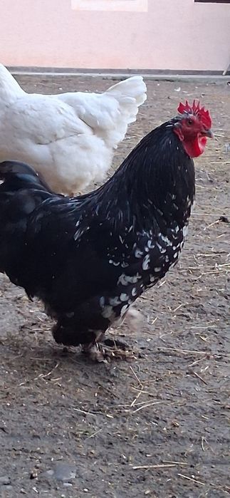 Cocoș rasă Brahma negru cu alb de vânzare