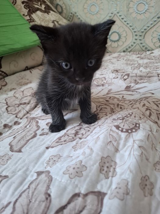 Отдам в добрые руки котика