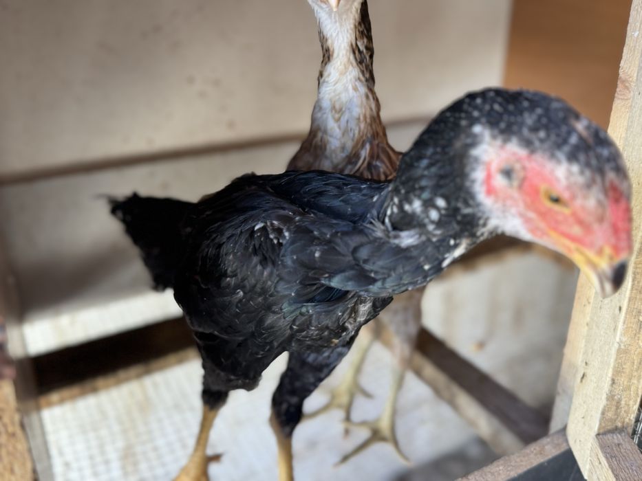 Дакан ветнам