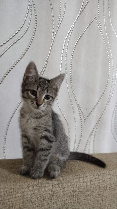 Пристраиваются котята девочки