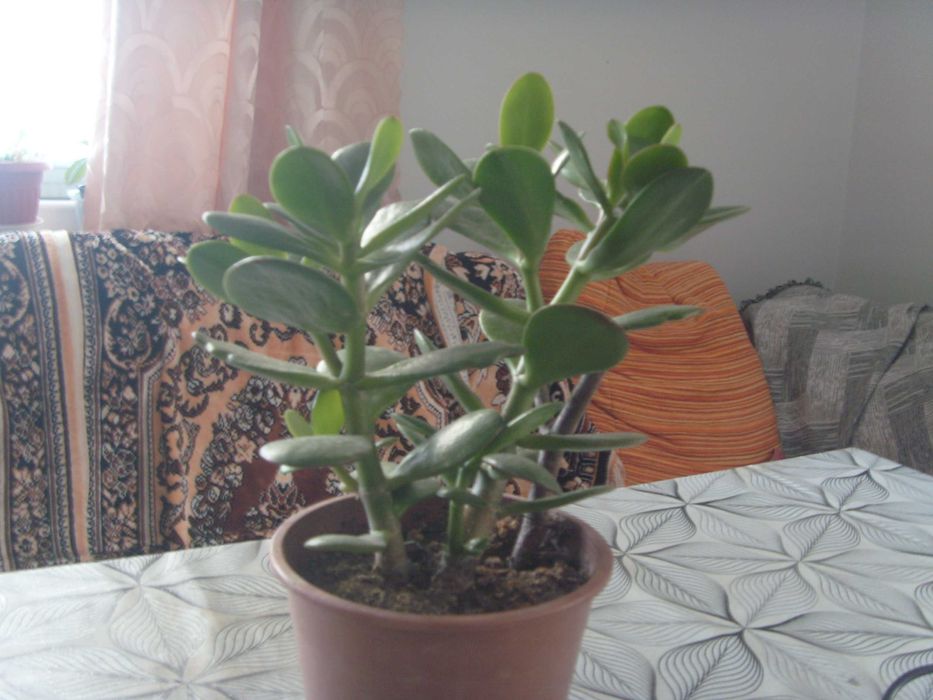 Дървото на живота, молочай бяложилтач, хлорофитум.