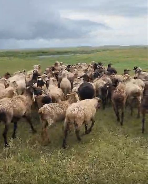 Оптом на разведение хозяйства бараны
