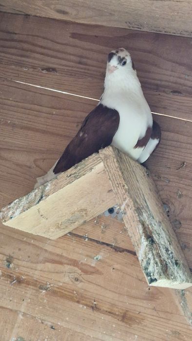 porumbei gălățeni de vânzare