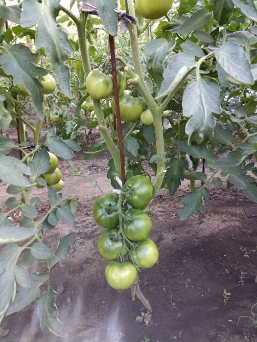 Продам рассаду помидор