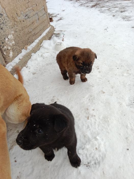 Щенки в хорошие руки