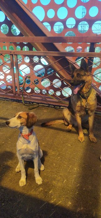 Продам щенка  помесь