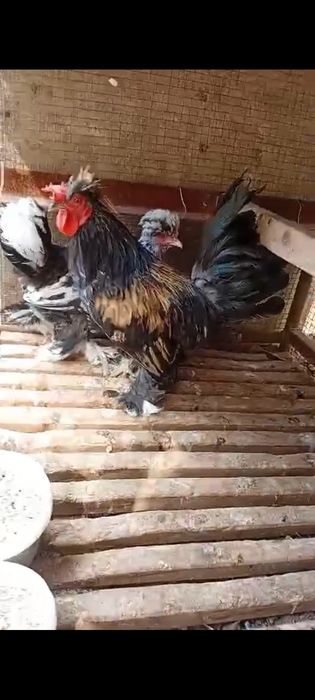 Японка тауык пен кораз