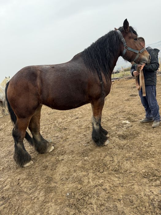 Iapa  Cal rasa Belgian cu Pedigree gestante