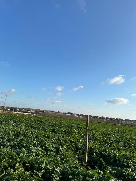 teren intravilan de vânzare – agigea, constanța – 500 mp