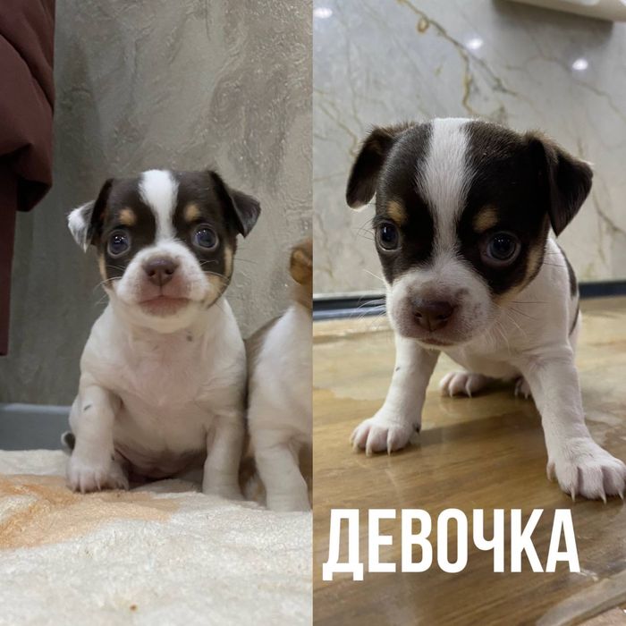 Продаются щенки породы ЧИХУАХУА