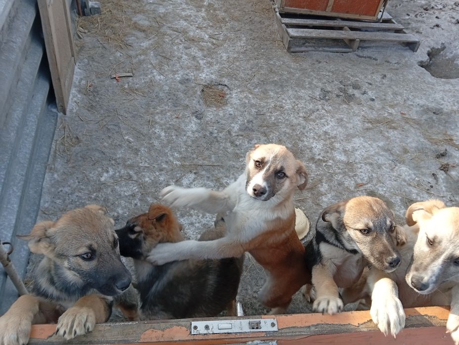 Отдам щенков бесплатно