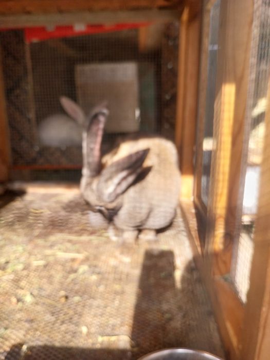 Зайци Великани и Пеперуди