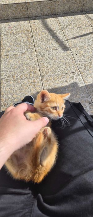 Pui de pisica pentru adoptie