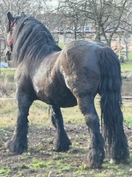 Armăsar greu ardenez pentru monta